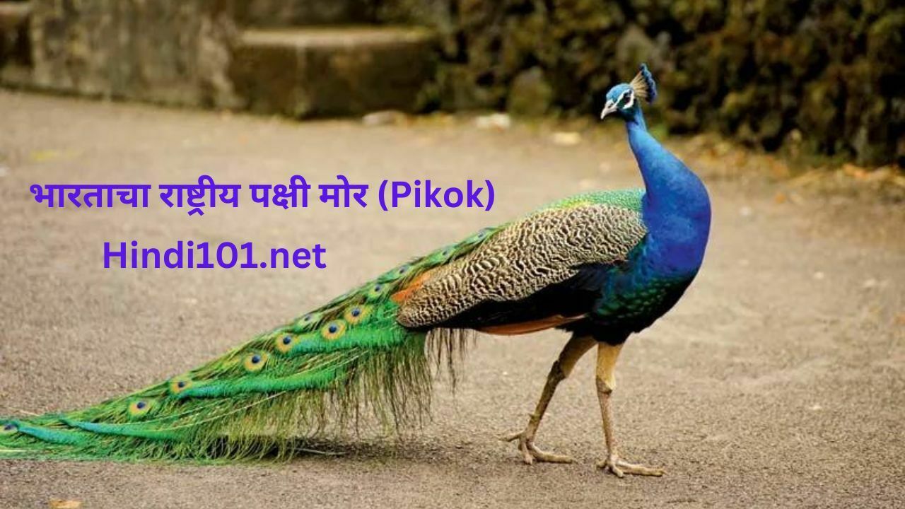 भारताचा राष्ट्रीय पक्षी मोर (Pikok)