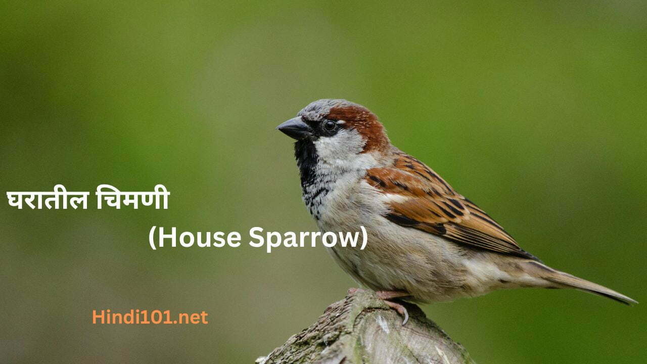 घरातील चिमणी (House Sparrow)