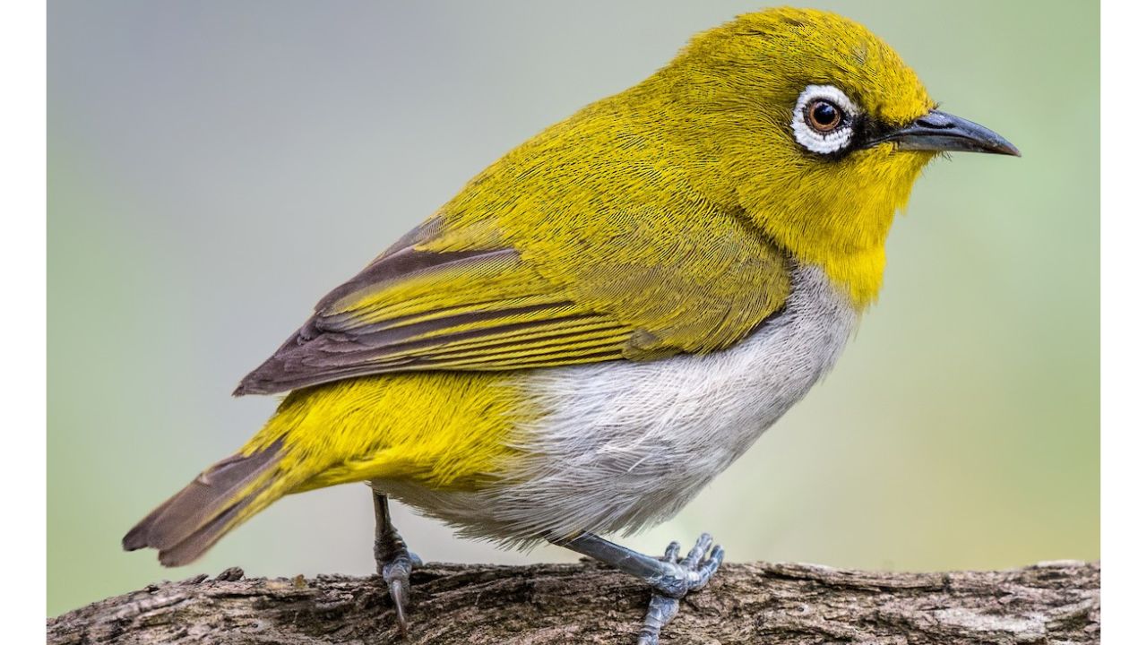 Indian White Eye