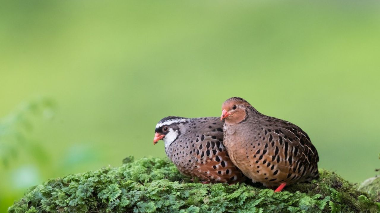 सिरसी (रंगीत) बटेर- Painted Bush Quail