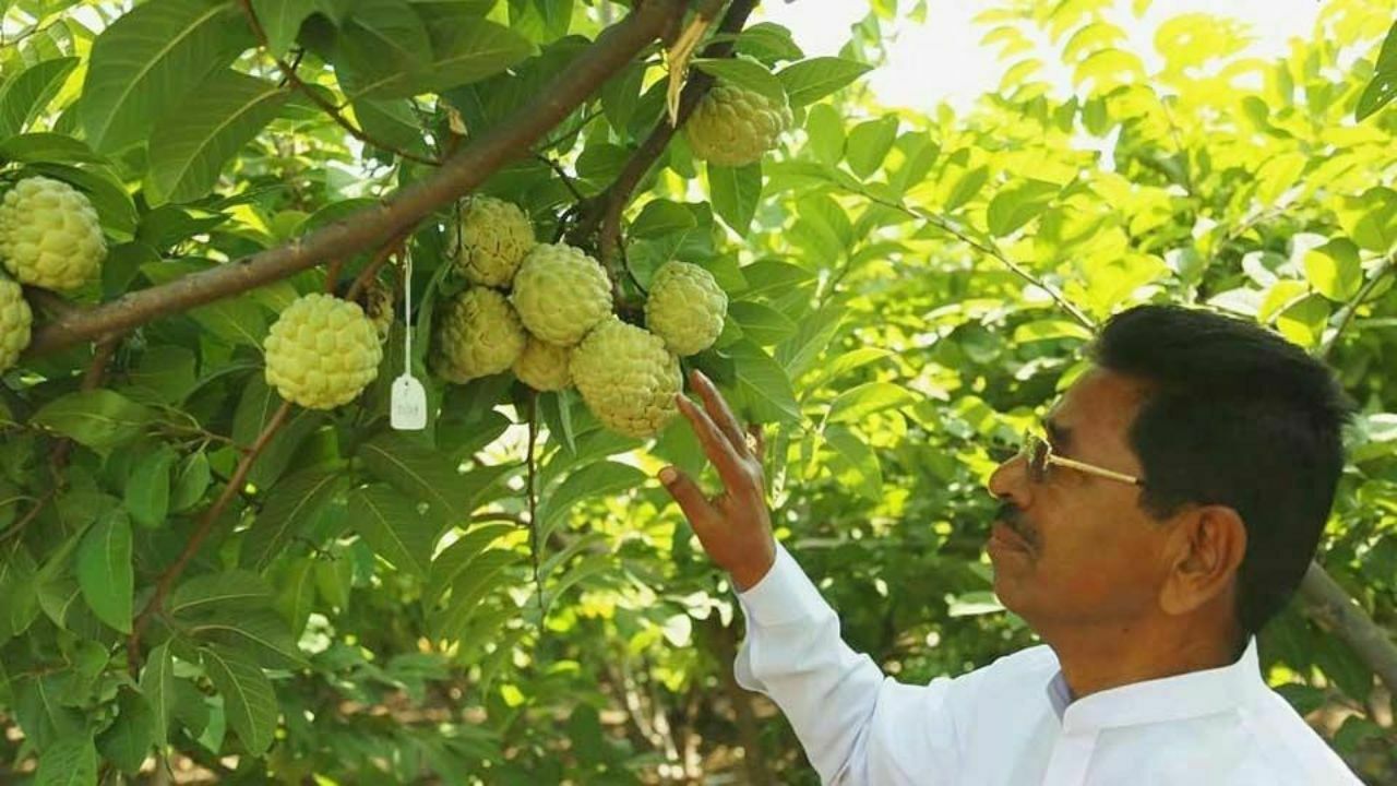 जाणून घ्या सीताफळ लागवड बद्दल संपूर्ण माहिती तेही एका क्लीक मध्ये (Sitaphal Lagwad Mahiti Sitaphal Sheti) - Sitaphal Farming