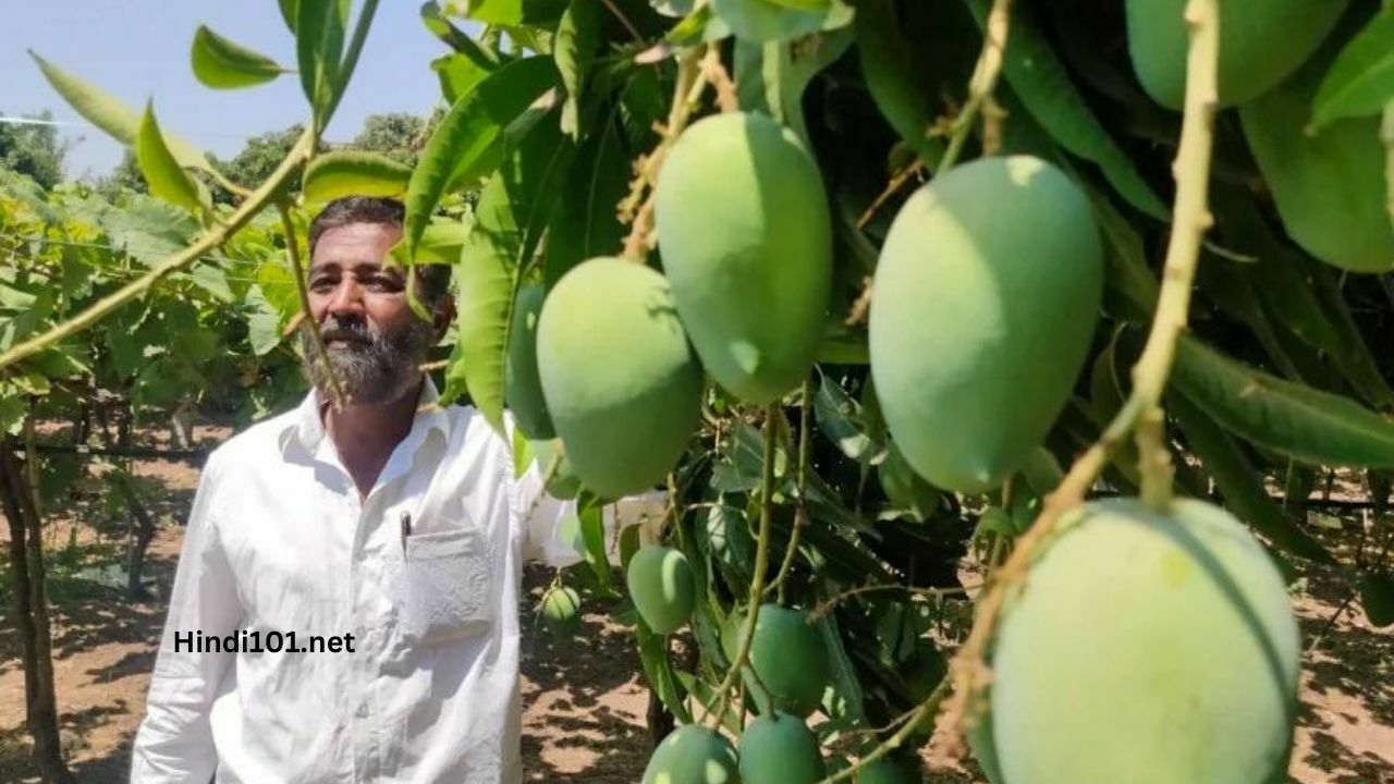 जाणून घ्या आंबा लागवडी बद्दल संपूर्ण माहिती तेही एका क्लीक मध्ये (Amba Lagvad) Mango Farming ,amba sheti