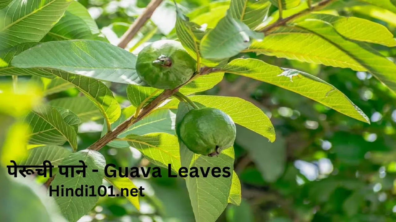 पेरूची पाने - Guava Leaves