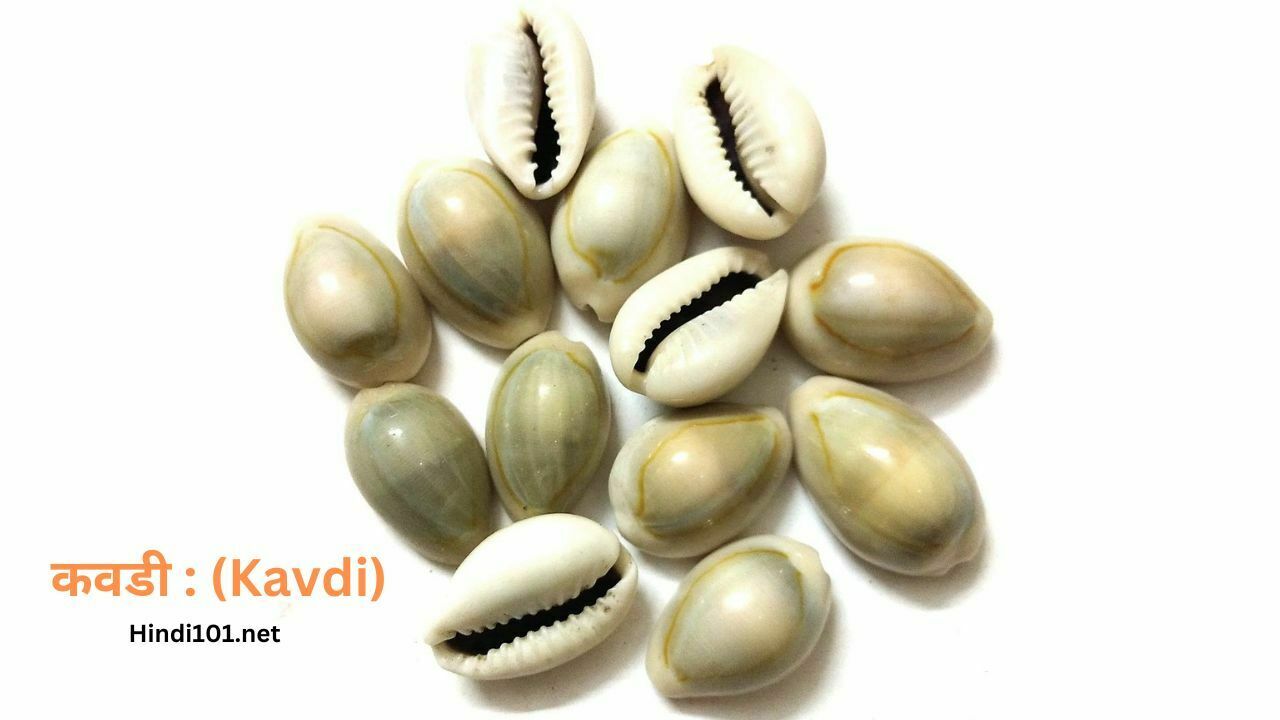 कवडी : (Kavdi)