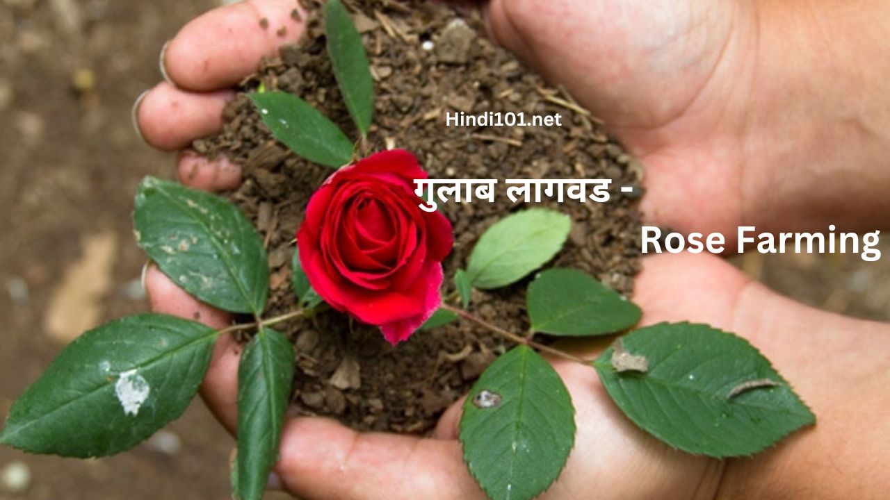 गुलाब लागवड - Rose Farming गुलाब शेती