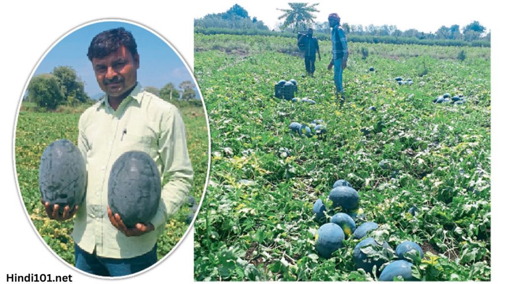 जाणून घ्या कलिंगड लागवड बद्दल संपूर्ण माहिती तेही एका क्लीक मध्ये (Kalingad Lagwad Mahiti Kalingad Sheti) - Watermelon Farming