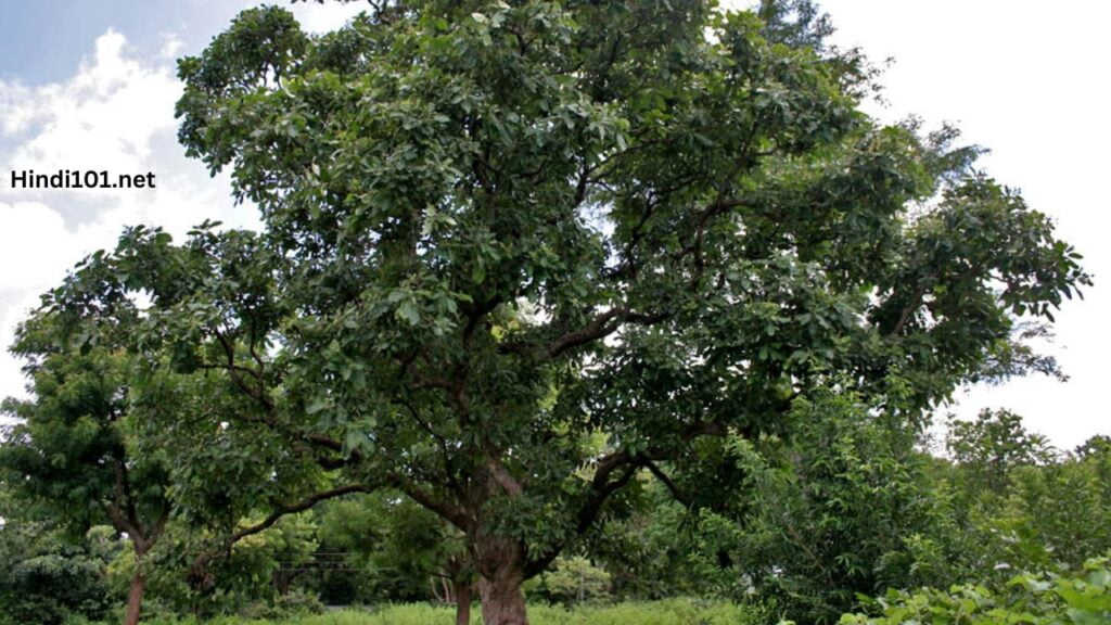 जाणून घ्या बिब्बा लागवड (बिबा लागवड) बद्दल संपूर्ण माहिती तेही एका क्लीक मध्ये (Bibba Lagwad Mahiti Bibba Sheti) - Bibba Farming