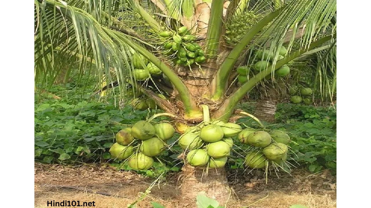 जाणून घ्या नारळ लागवड बद्दल संपूर्ण माहिती तेही एका क्लीक मध्ये (Naral Lagwad Mahiti Naral Sheti) - Coconut Farming