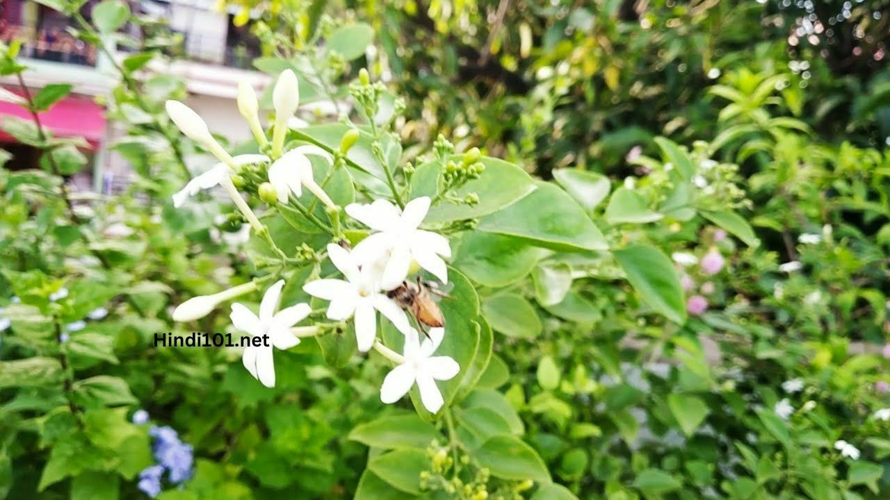 जाणून घ्या मोगरावर्गीय पिकाची लागवड बद्दल संपूर्ण माहिती तेही एका क्लीक मध्ये (Mogravargiy Lagwad Mahiti Mogravargiy Sheti) - Mogravargiy Farming