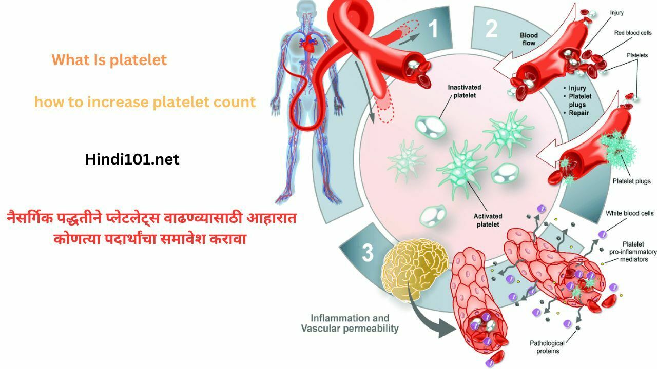 ‘प्लेटलेट्स म्हणजे काय ? (What Is platelet) नैसर्गिक पद्धतीने प्लेटलेट्स वाढवण्यासाठी आहारात कोणत्या पदार्थांचा समावेश करावा ? (how to increase platelet count In Naturally)