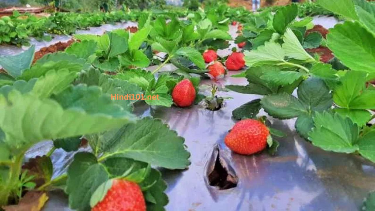 जाणून घ्या स्ट्रॉबेरी लागवड बद्दल संपूर्ण माहिती तेही एका क्लीक मध्ये (Strawberry Lagwad Mahiti Strawberry Sheti) - Strawberry Farming