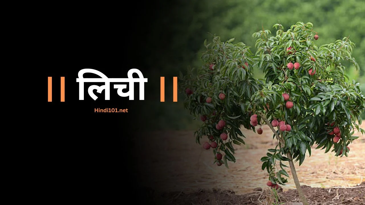 जाणून घ्या लिची लागवड बद्दल संपूर्ण माहिती तेही एका क्लीक मध्ये (Litchi Lagwad Mahiti Litchi Sheti) - Lichi Farming