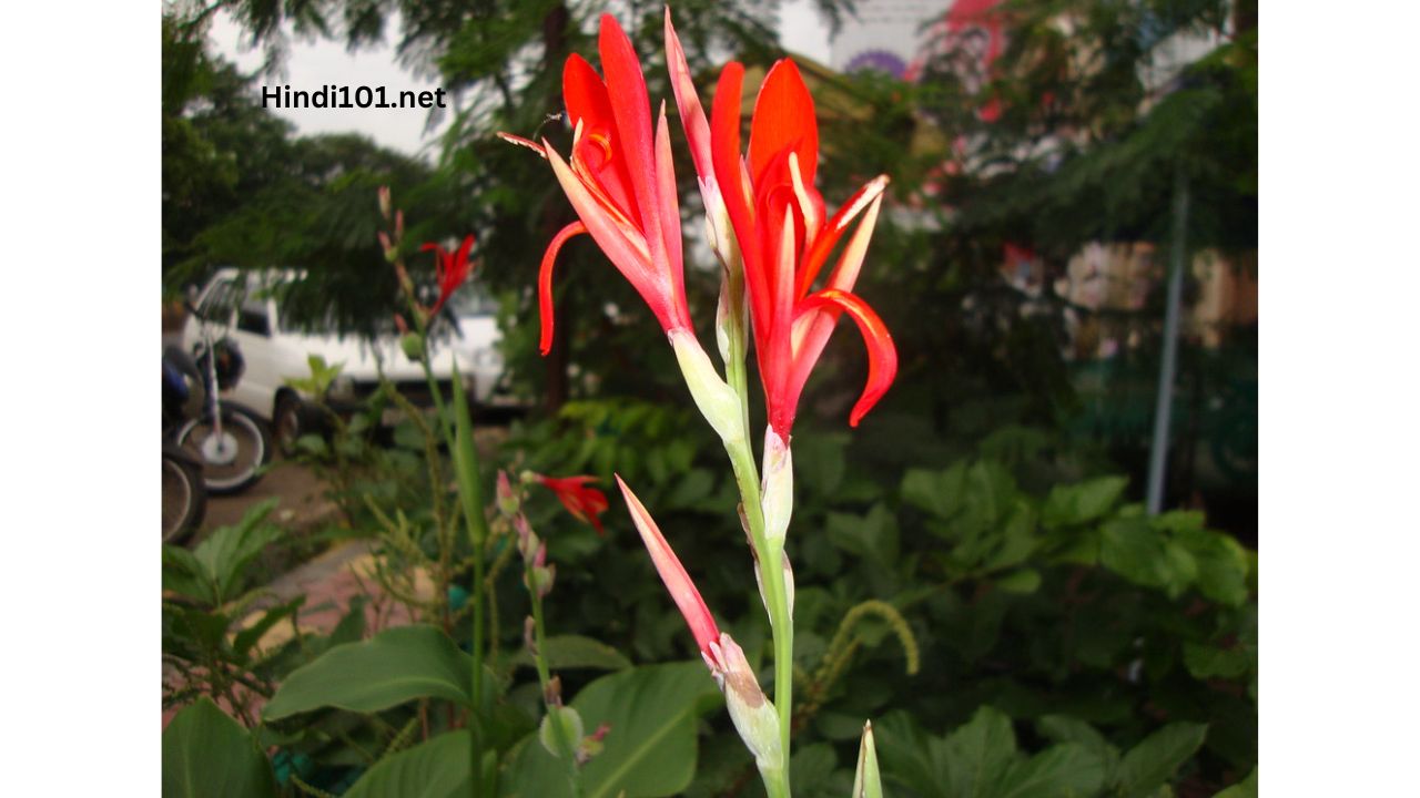 जाणून घ्या कर्दळी लागवड बद्दल संपूर्ण माहिती तेही एका क्लीक मध्ये (Kardali flower Lagwad Mahiti Kardali Sheti) - Kardali Farming