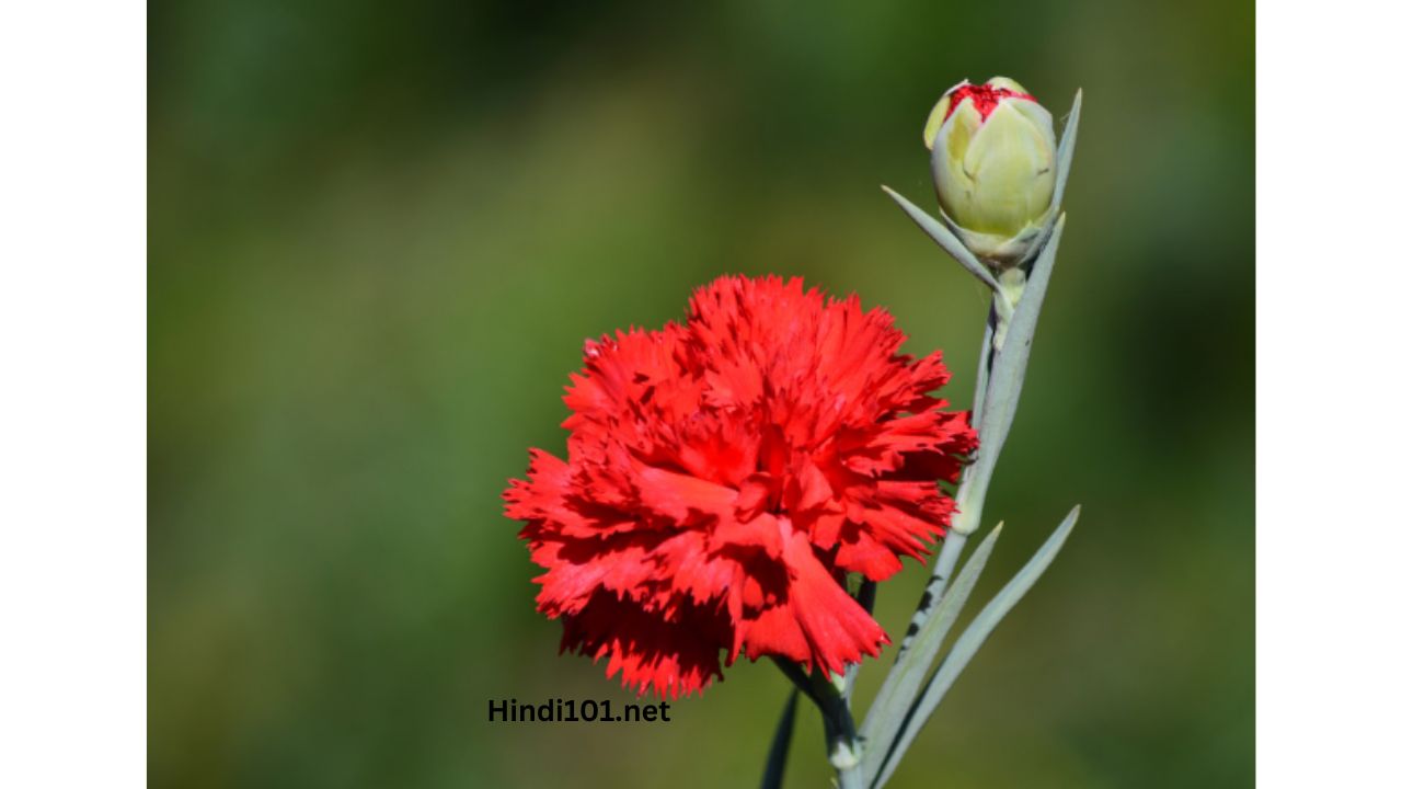 जाणून घ्या कार्नेशन लागवड बद्दल संपूर्ण माहिती तेही एका क्लीक मध्ये (Carnation flower Lagwad Mahiti Carnation Sheti) - Carnation Farming