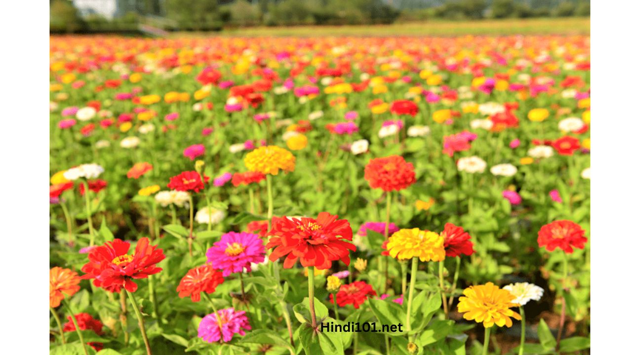 जाणून घ्या जरबेरा लागवड बद्दल संपूर्ण माहिती तेही एका क्लीक मध्ये (Gerbera flower Lagwad Mahiti Gerbera Sheti) - Gerbera Farming