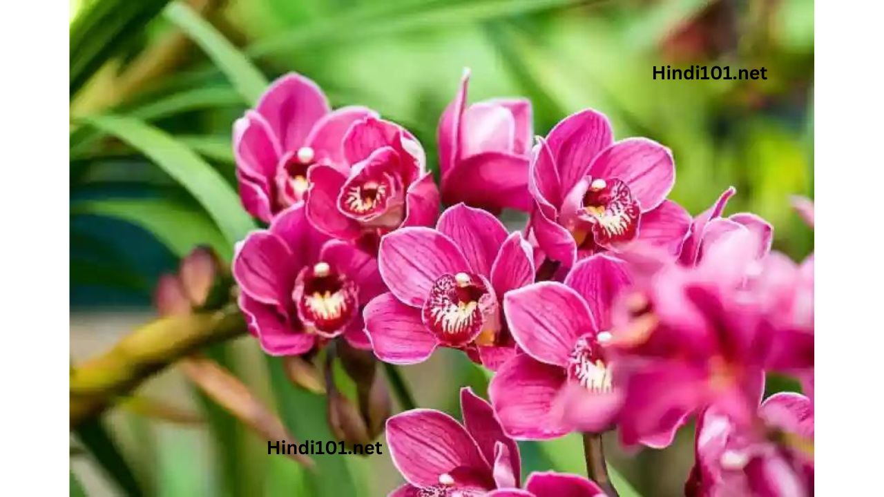 जाणून घ्या ऑर्किड लागवड बद्दल संपूर्ण माहिती तेही एका क्लीक मध्ये (Orchid flower Lagwad Mahiti Orchid Sheti) - Orchid Farming