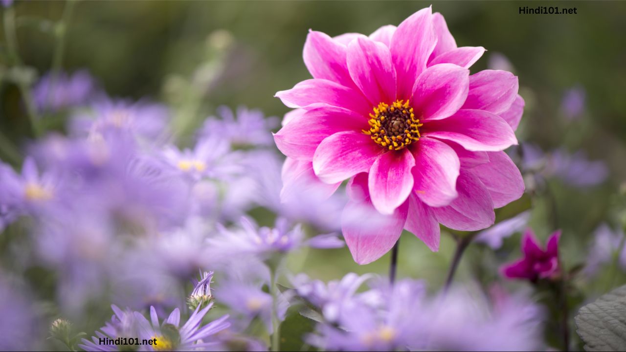 जाणून घ्या डेलिया लागवड बद्दल संपूर्ण माहिती तेही एका क्लीक मध्ये (Dahlia flower Lagwad Mahiti Dahlia Sheti) - Dahlia Farming