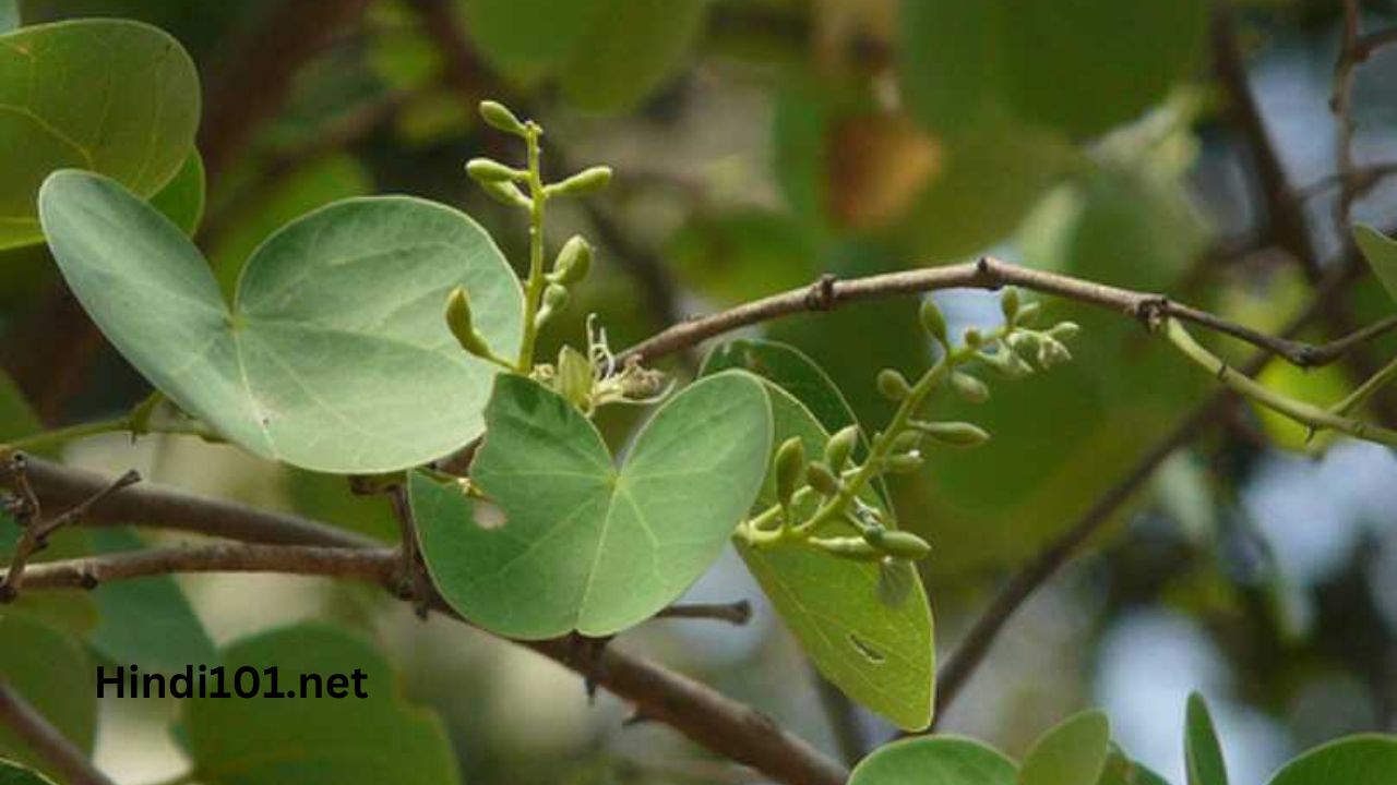 रोग्यदायी आपट्याची पाने (Apta Leaves)