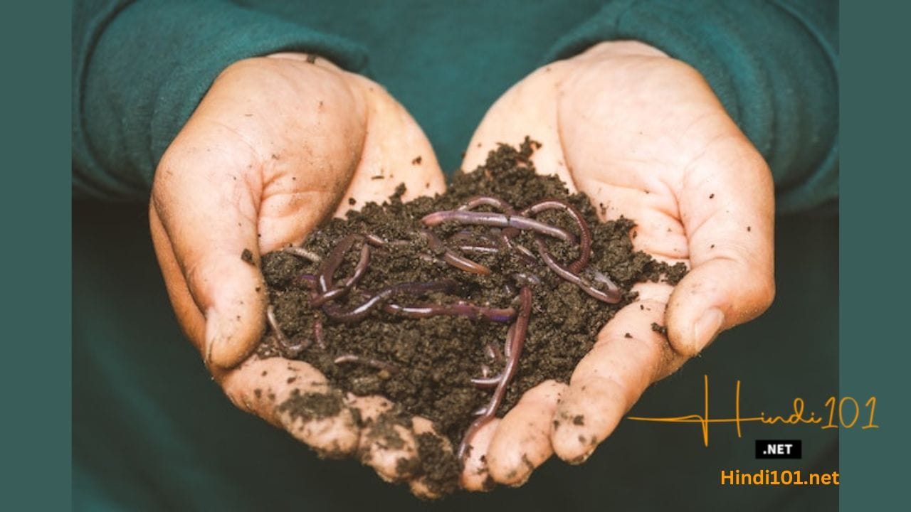 गांडूळ खत निर्मिती (Vermicompost production)